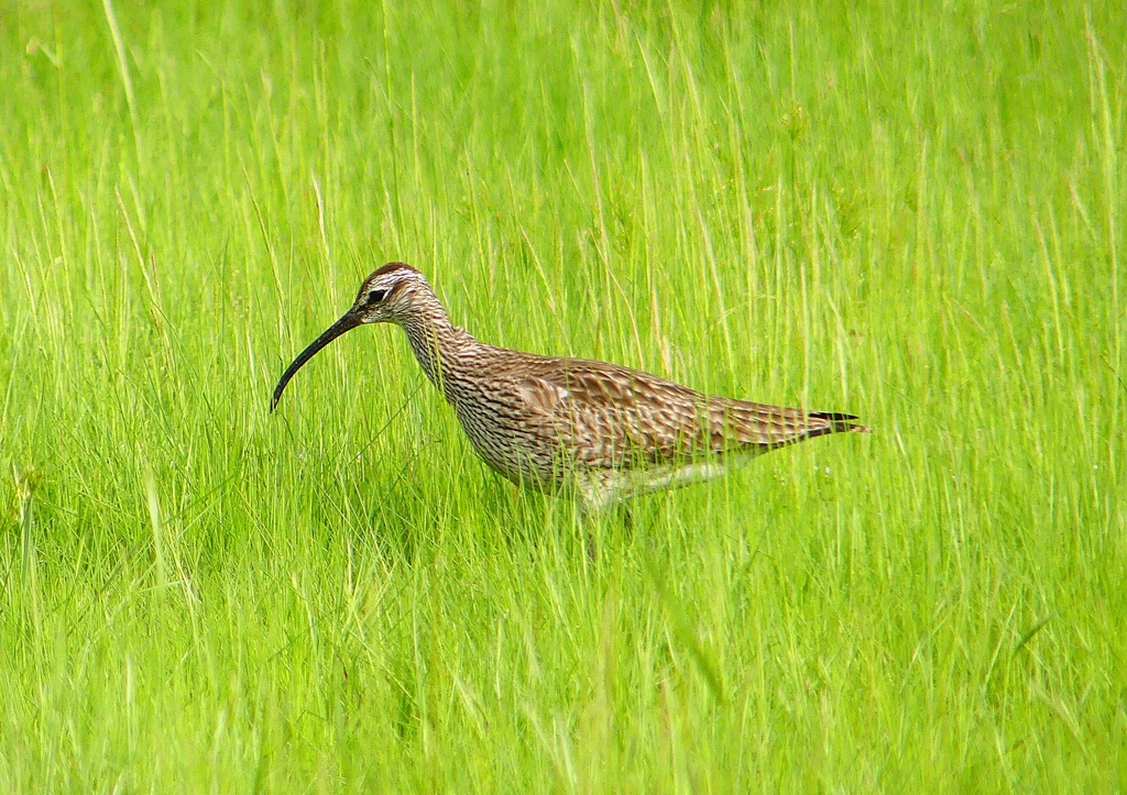 P2020605：チュウシャクシギ_R