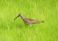 P2020605：チュウシャクシギ_R