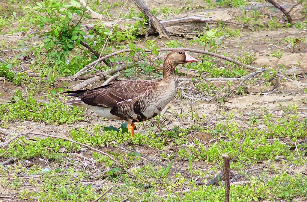 P4890413：マガン_R