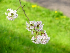 P4870442：背割堤の桜_R