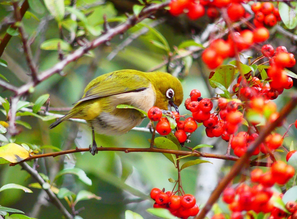 P4710235：メジロ_R