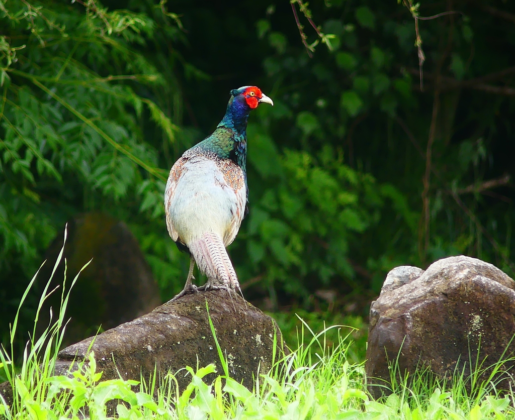 P4140362：キジ（オス）_R