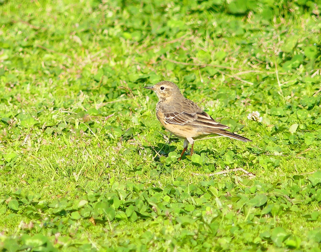 P4020253：タヒバリ_R