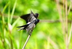 P1010298：ツバメ（幼鳥）_R