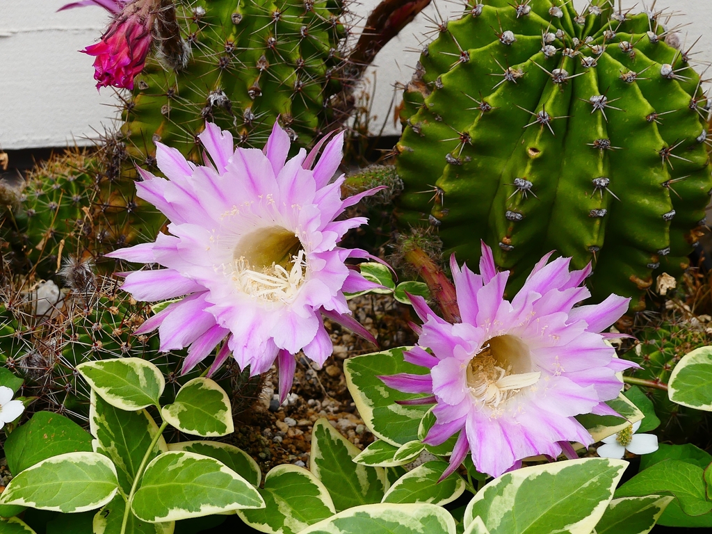 P4150130：サボテンの花_R