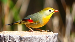 P1830912：ソウシチョウ-05_R