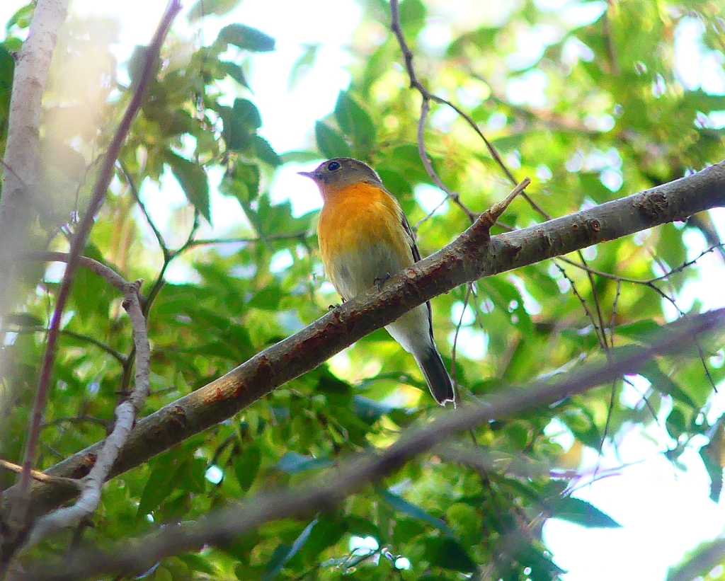 P4440504：ムギマキ（若鳥）_R