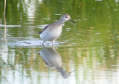 P1250250：タカブシギ_R