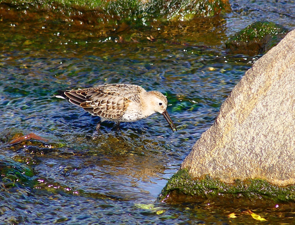 P4400146：ハマシギ_R