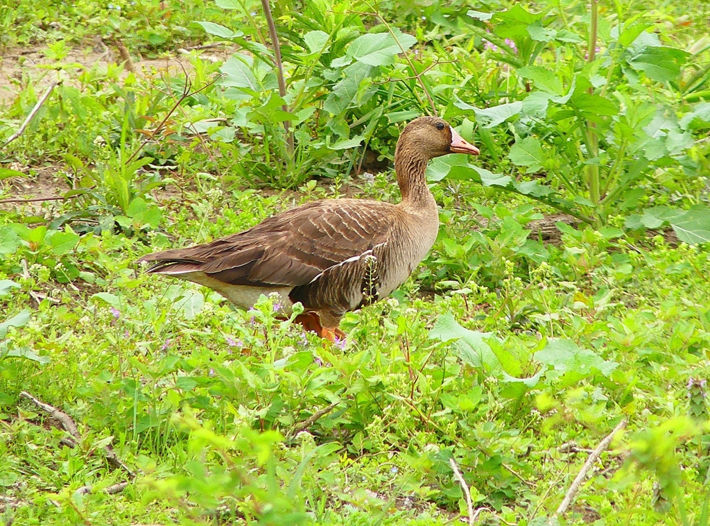 P4910132：マガン_R