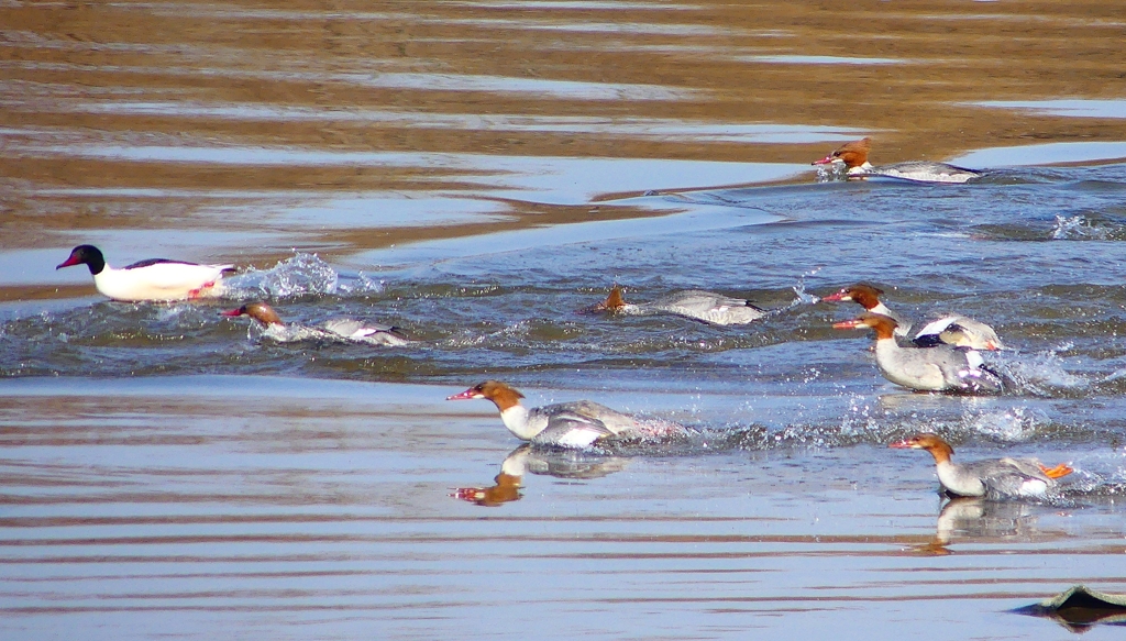 P1880262：カワアイサ他_R