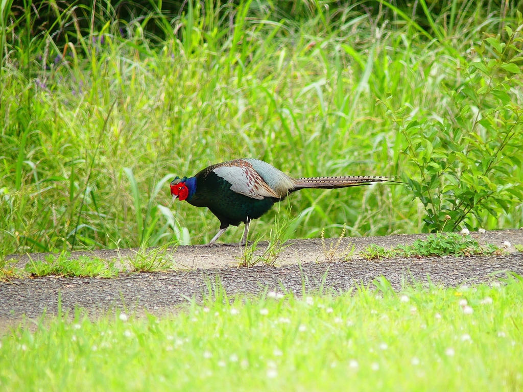P4140726：キジ（オス）_R