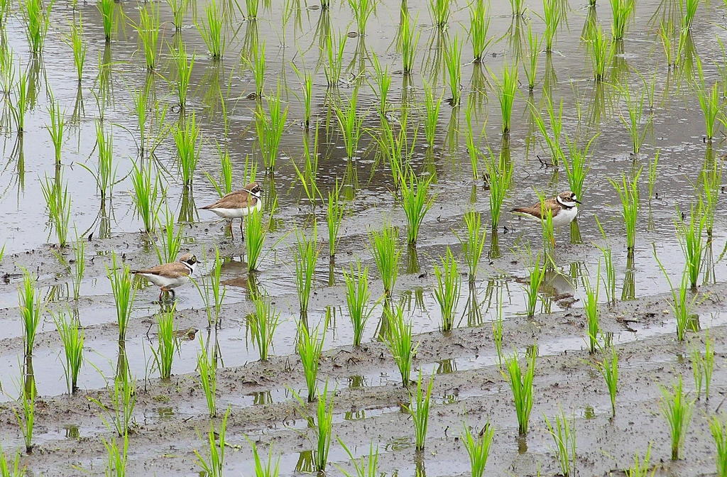 P4180117：３羽のコチドリ_R