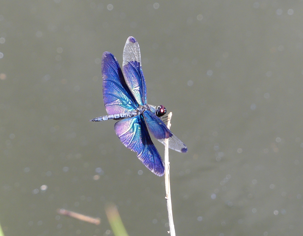 P4280801：チョウトンボ_R