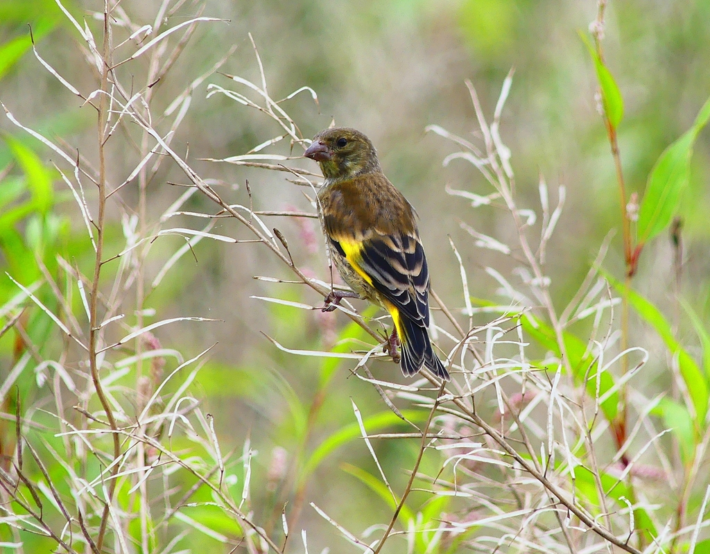 P4210180：カワラヒワ（幼鳥）_R