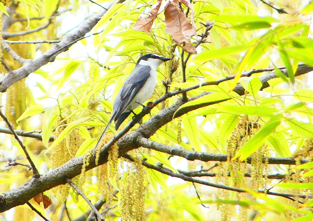 P1930726：サンショウクイ_R