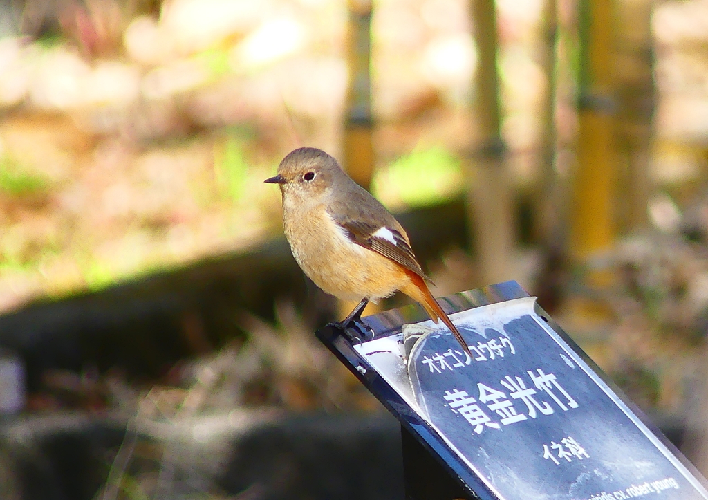 P1760321：ジョウビタキ（メス）_R