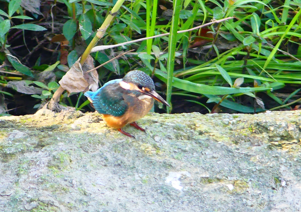 P1270745：カワセミ（メス）_R