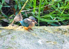 P1270745：カワセミ（メス）_R