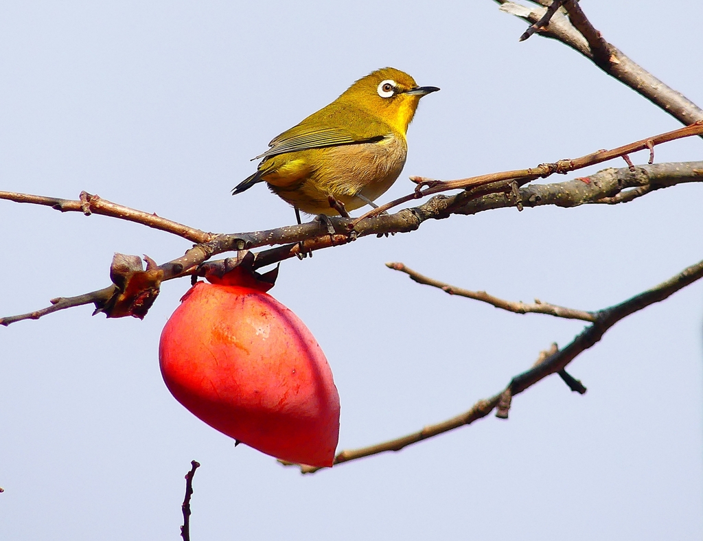 P4520870：メジロ_R