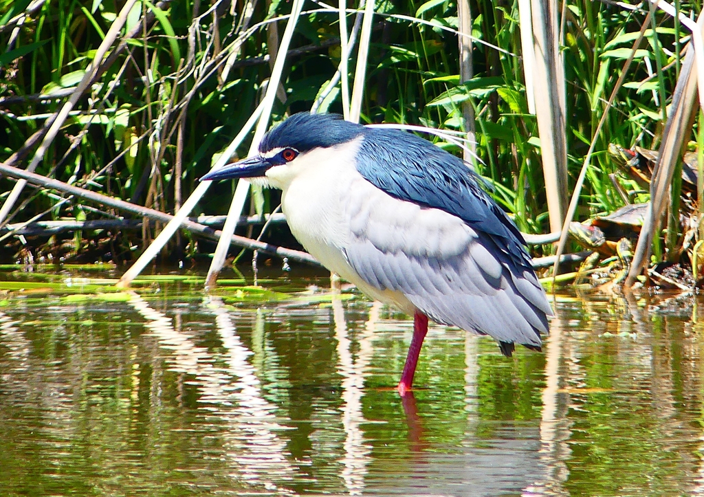 P2010877：ゴイサギ_R