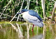 P2010877：ゴイサギ_R