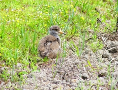 P5000039：ケリ（幼鳥）_R