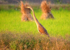 P1400162：ムラサキサギ_R