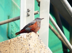 P4540025：イソヒヨドリ（オス）_R
