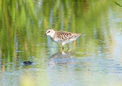 P1250961：トウネン_R