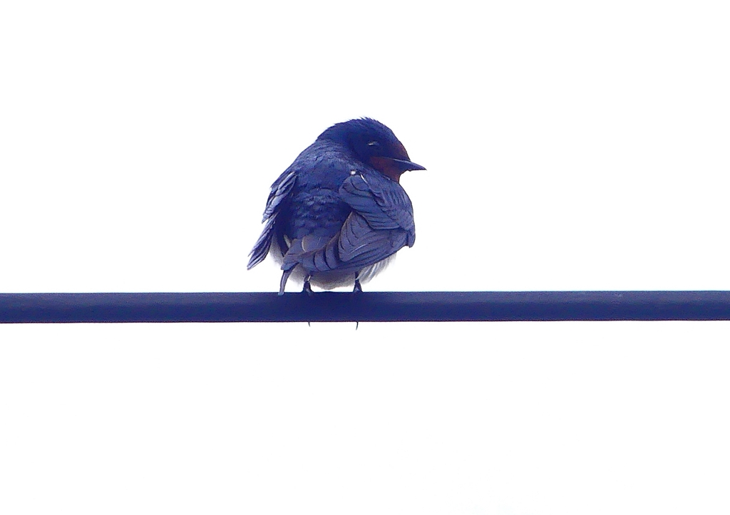 P1900064：ツバメ06_R