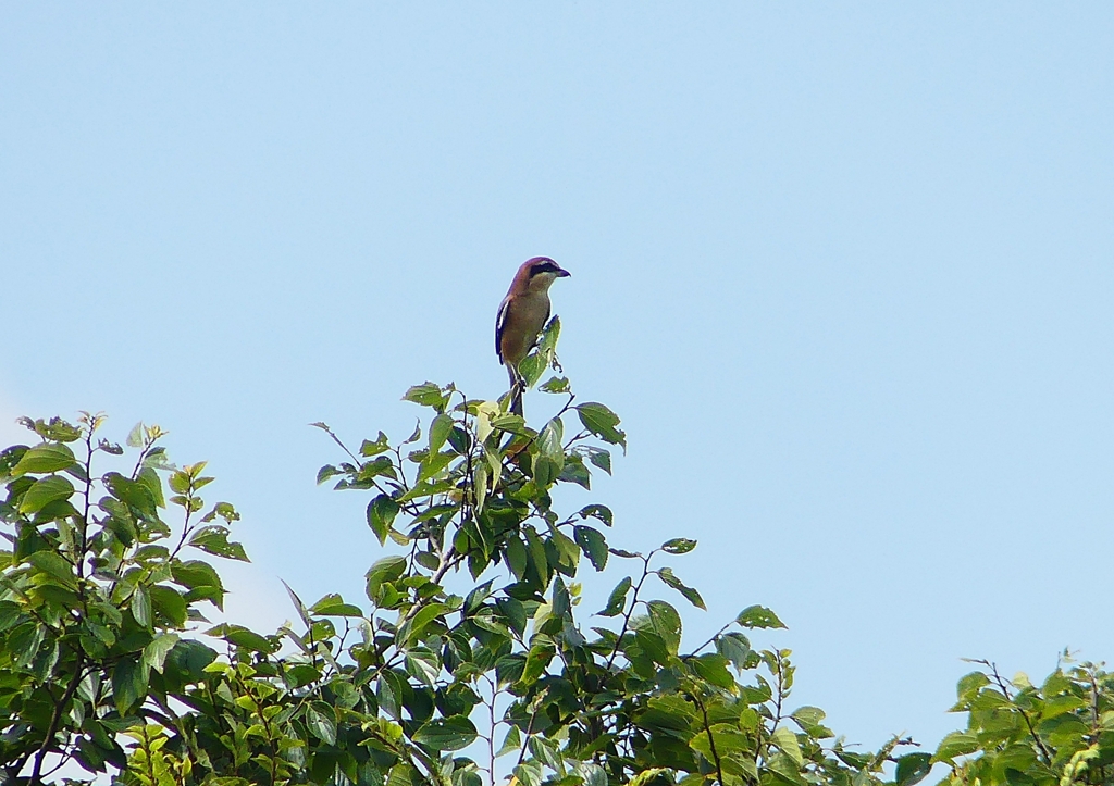 P1230809：モズ（オス）_R