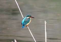 P4710375：カワセミ（メス）_R