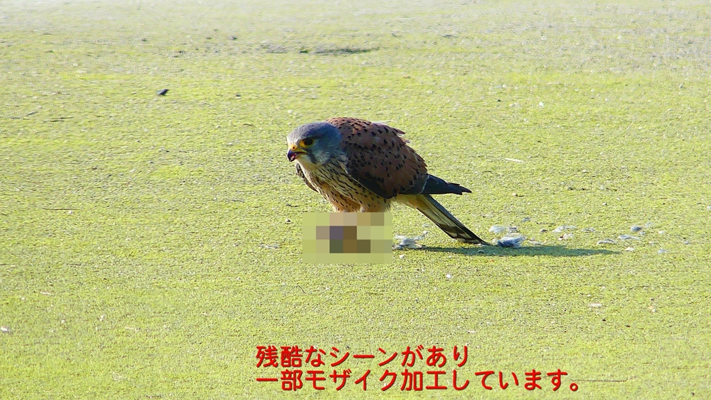 P1990084：チョウゲンボウ-20_R