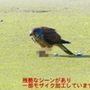 P1990084：チョウゲンボウ-20_R