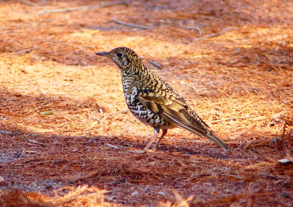 P1800759：トラツグミ_R