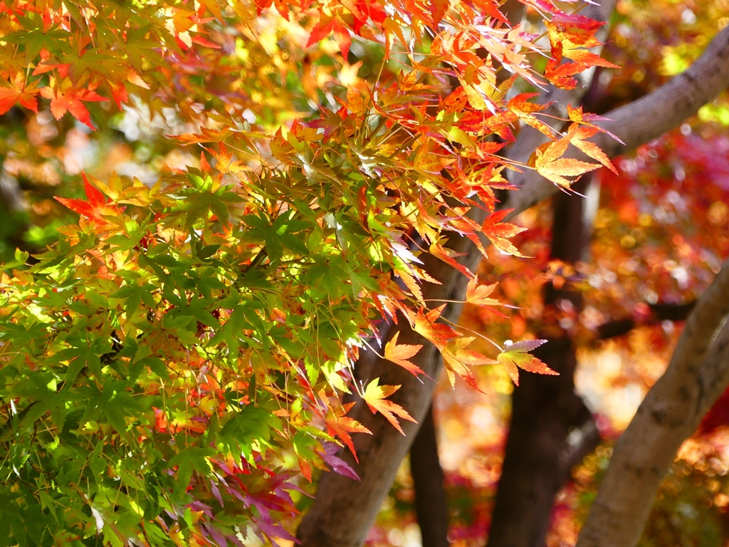 P1030577：永観堂＜京都の紅葉＞_R