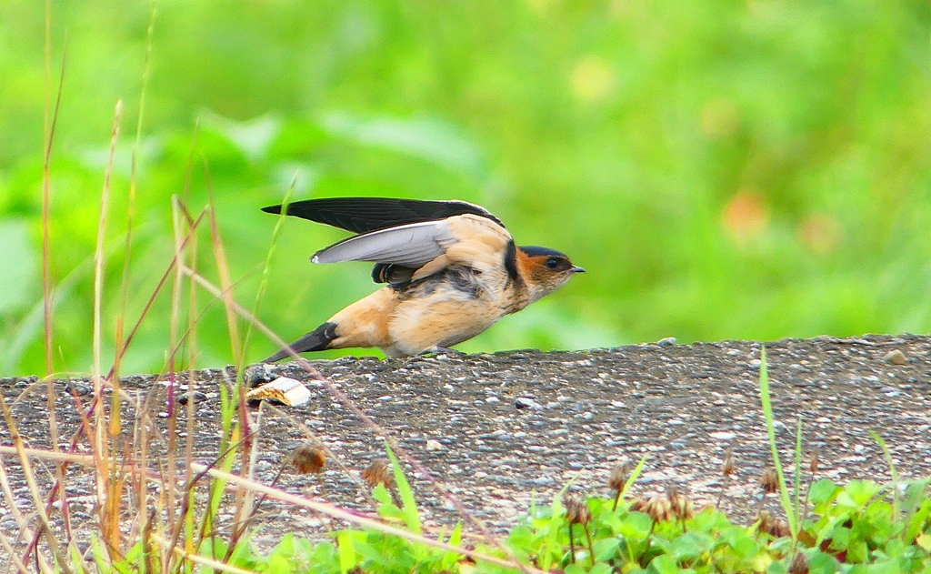 P1030642：コシアカツバメ（幼鳥）_R