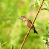 P4360487：ノビタキ_R