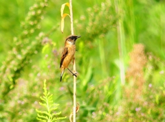 P4350623：ノビタキ_R