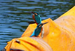 P4480423：カワセミ（オス）_R