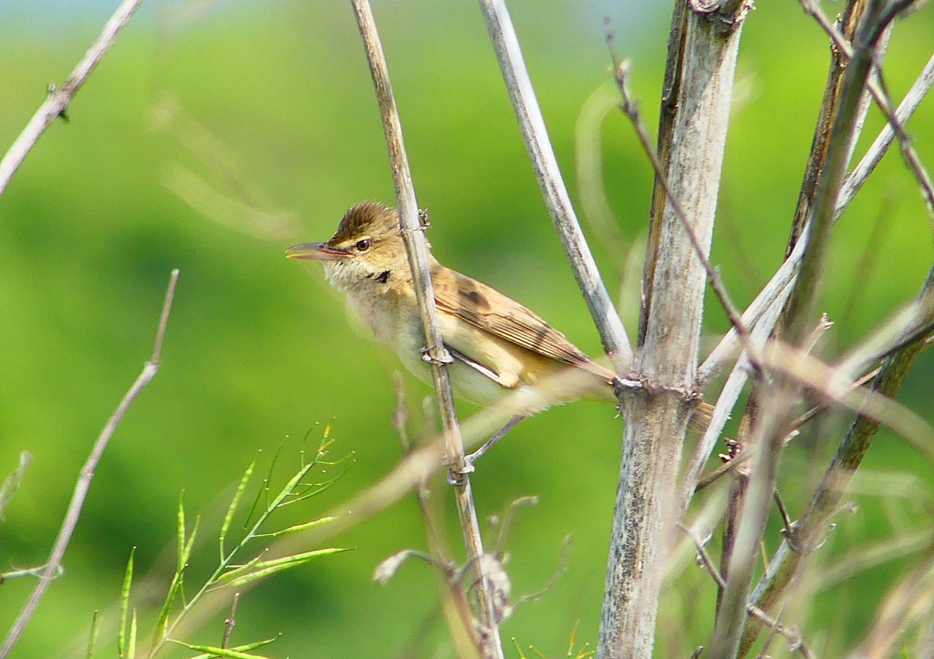 P2000522：オオヨシキリ_R