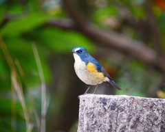 P3710089：ルリビタキ（オス）_R