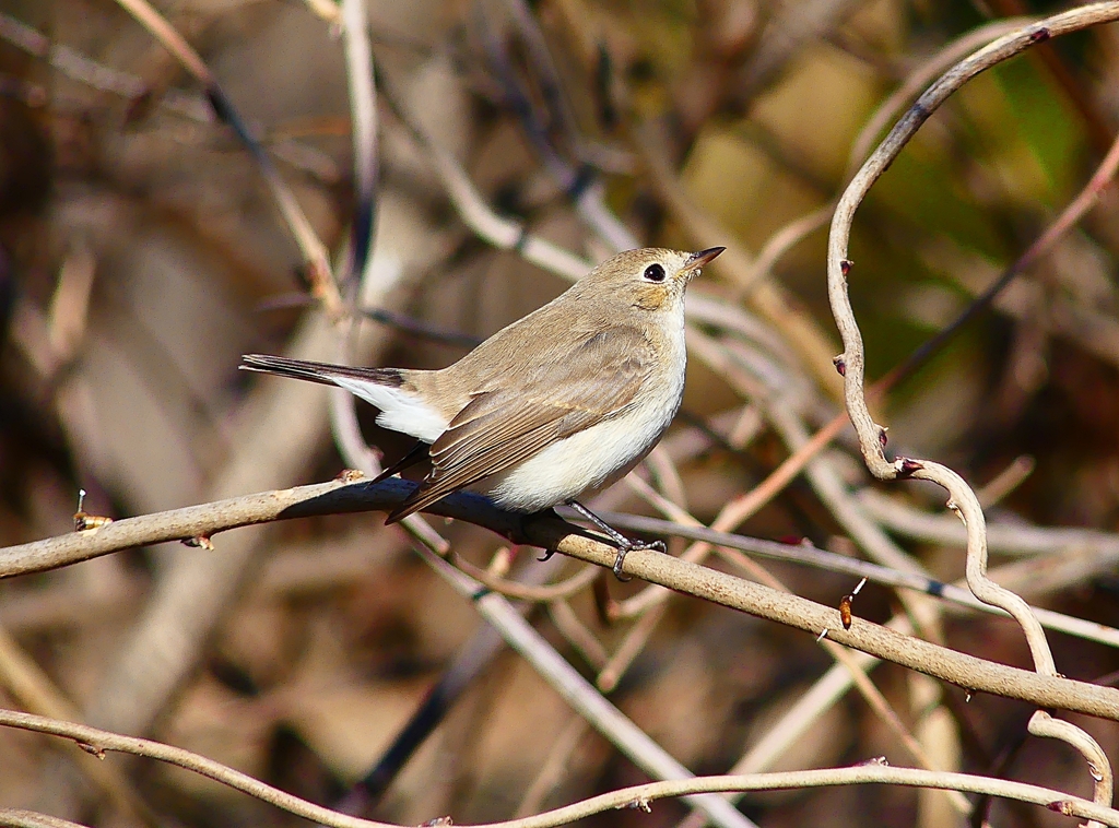 P4620481：ニシオジロビタキ_R