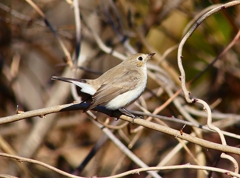 P4620481：ニシオジロビタキ_R