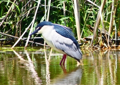 P2010861：ゴイサギ_R