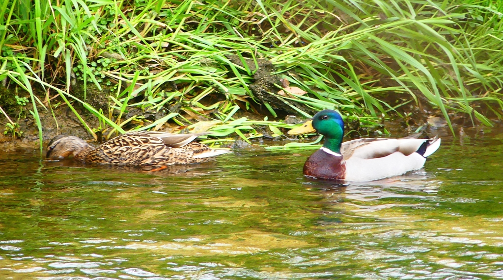 P4900799：マガモ_R