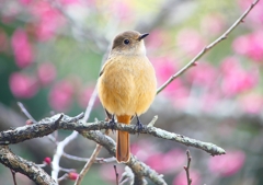 P1780148：ジョウビタキ（メス）_R