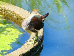 P1100266：バン_R