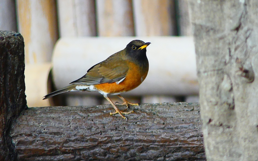 P4720104：オオアカハラ（オス）_R